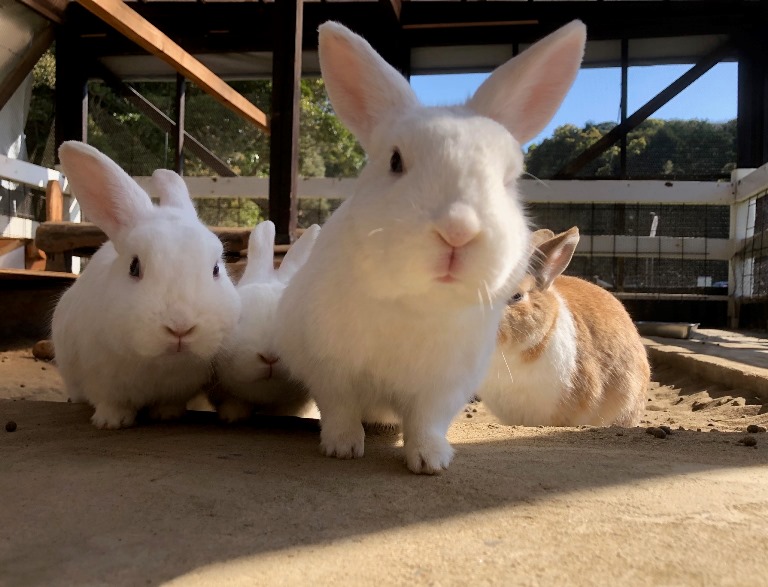 ~ ウサギさん・ニワトリさんエリアより② ~