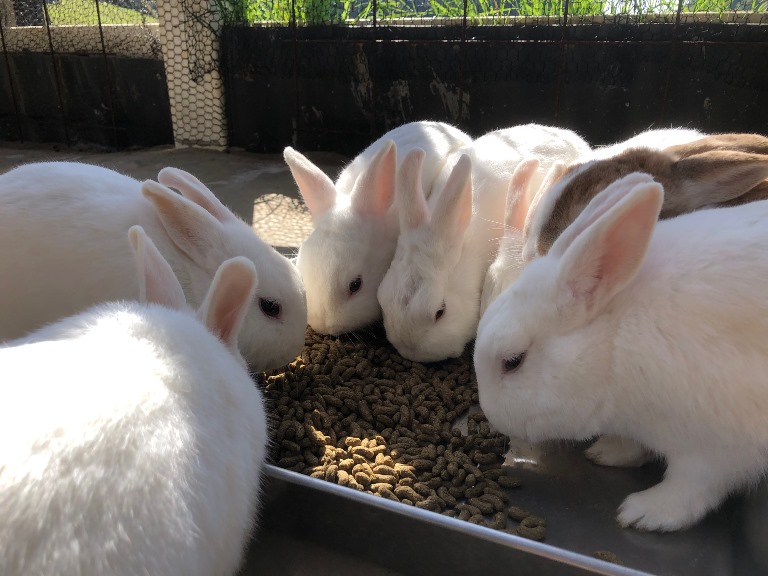 ～　ウサギさん・ニワトリさんエリアより②　～