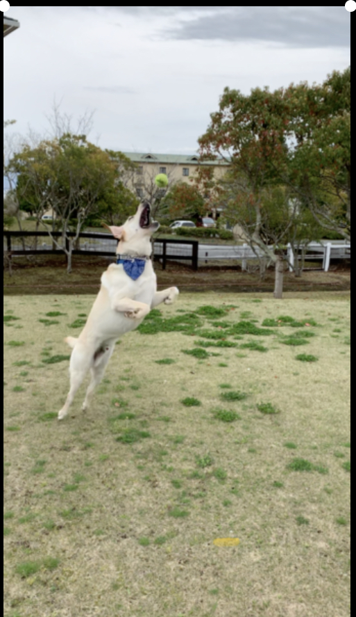 リツくん♂ リツくん♂