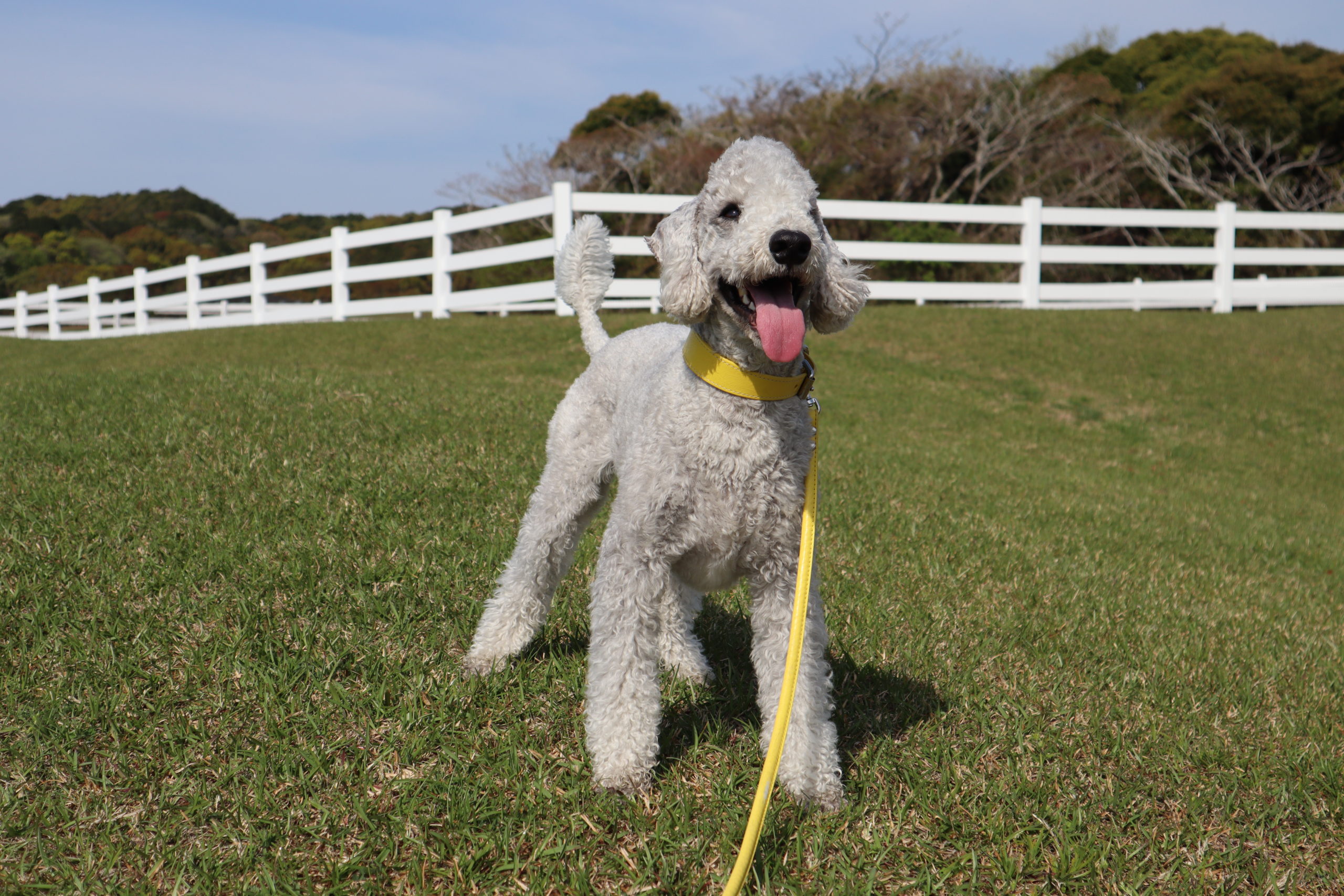ブルーくん♂ ブルーくん♂