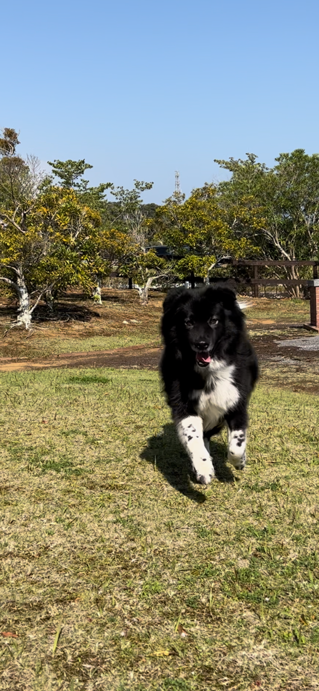 桃太郎くん♂ 桃太郎くん♂