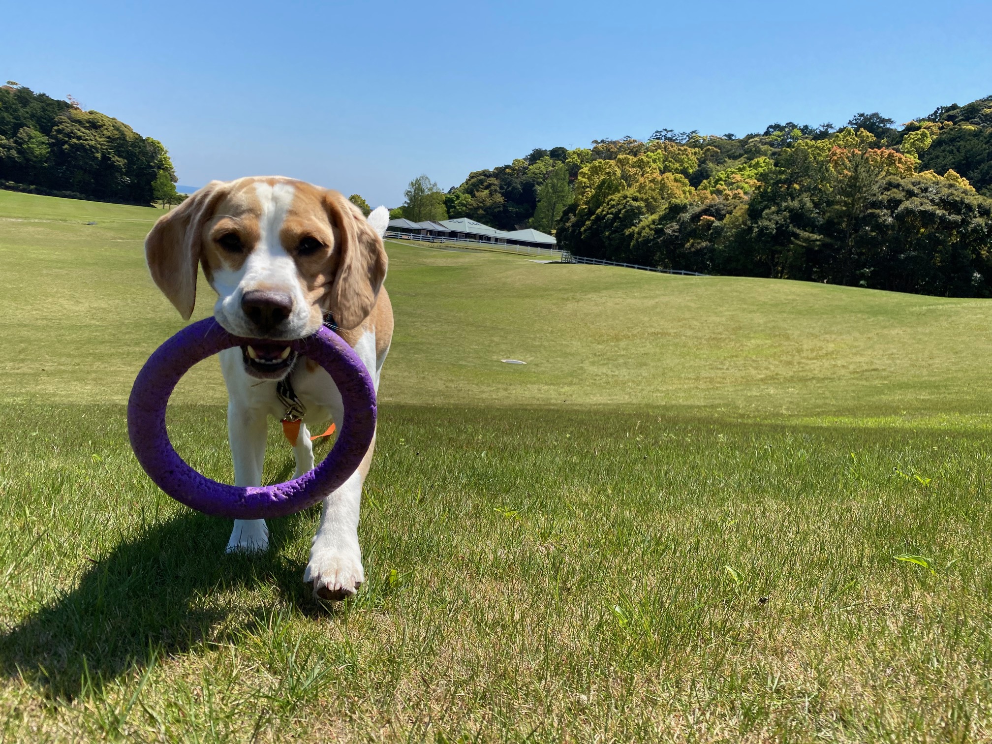 ビグリくん♂ ビグリくん♂