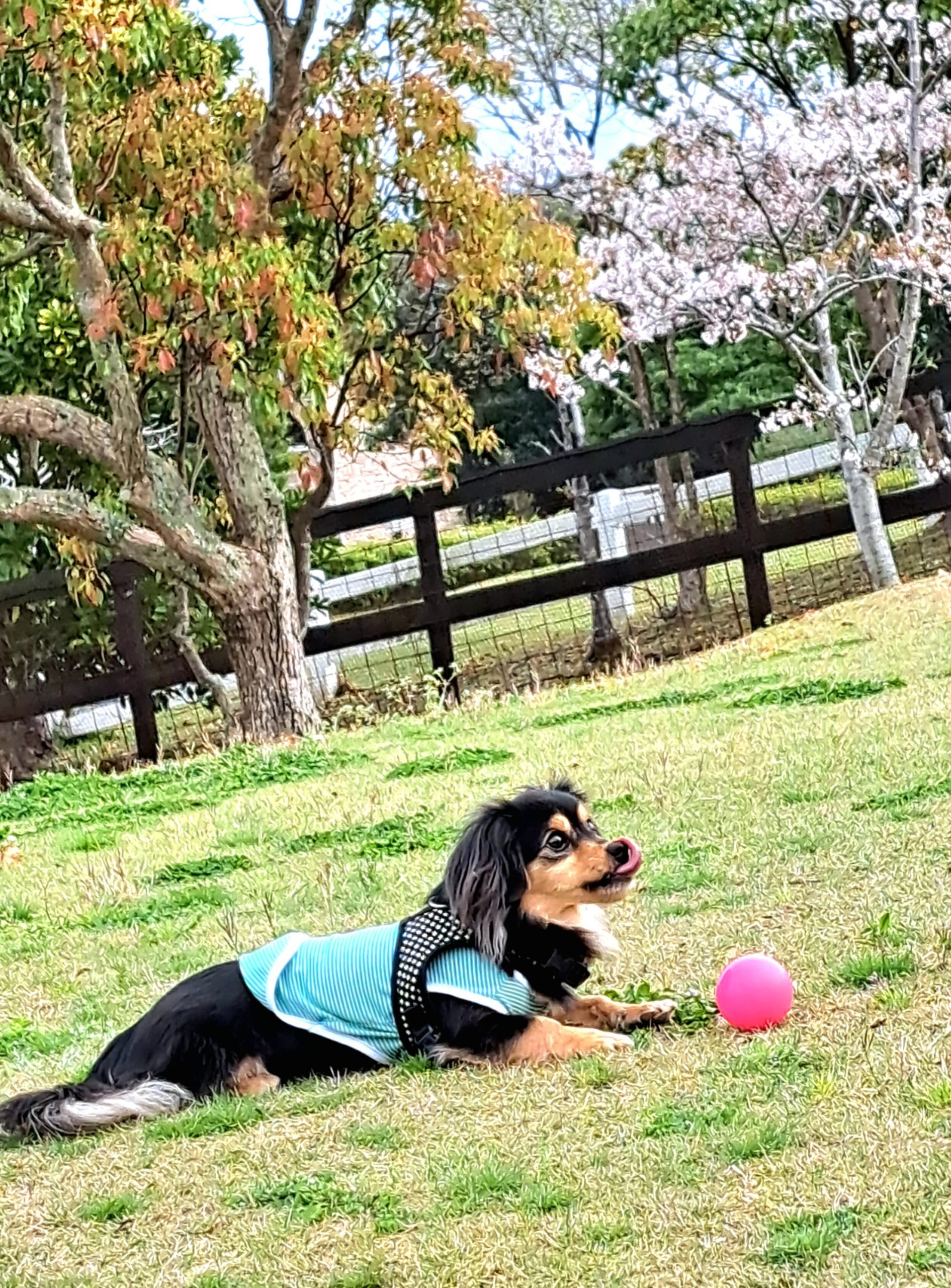 マチャくん♂ マチャくん♂