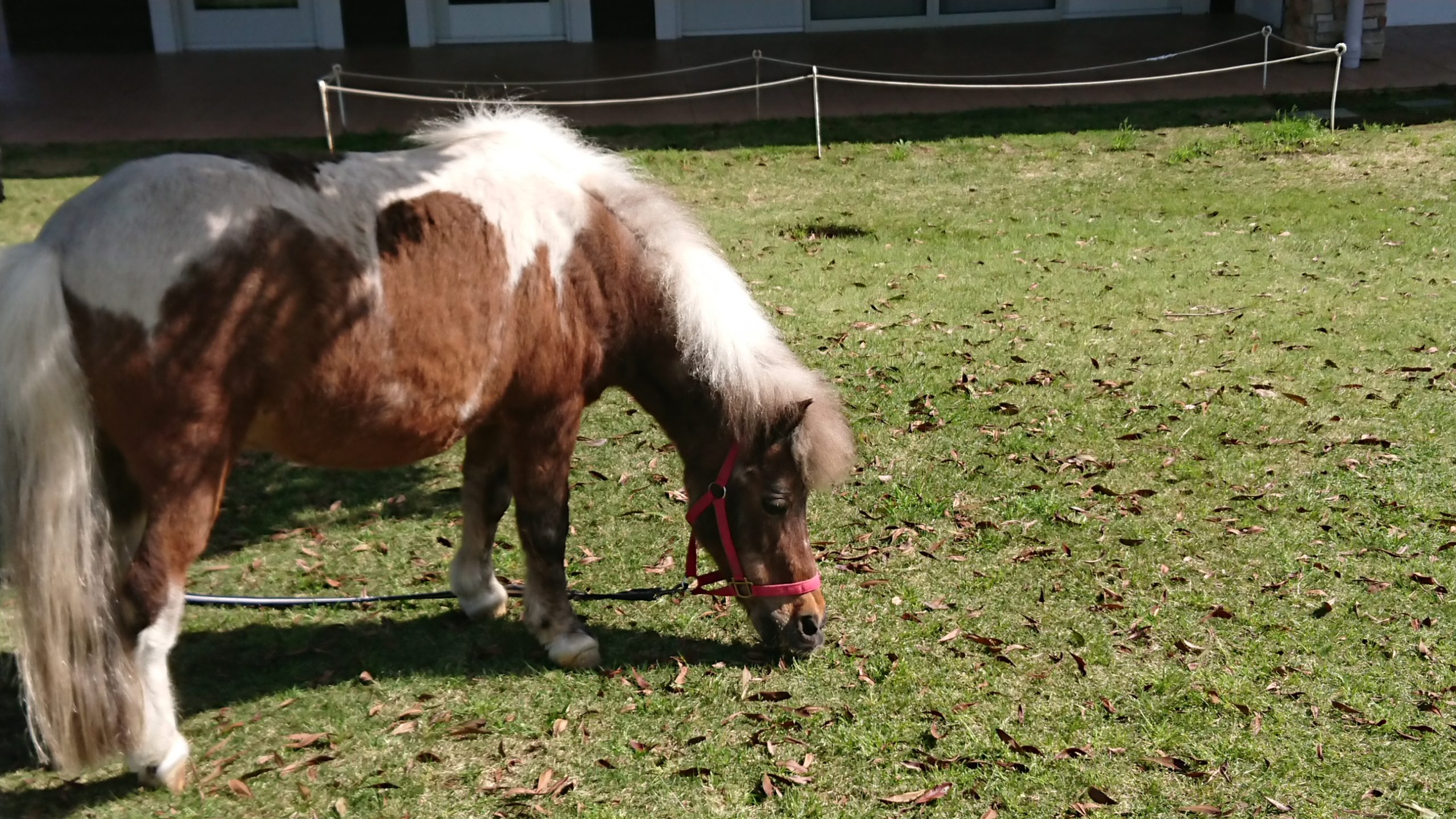 GWイベント　ポニーふれあい体験開催しました！