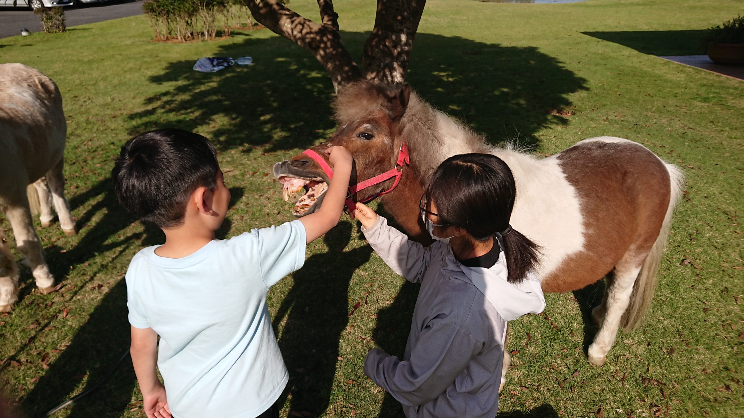 GWイベント　ポニーふれあい体験開催しました！