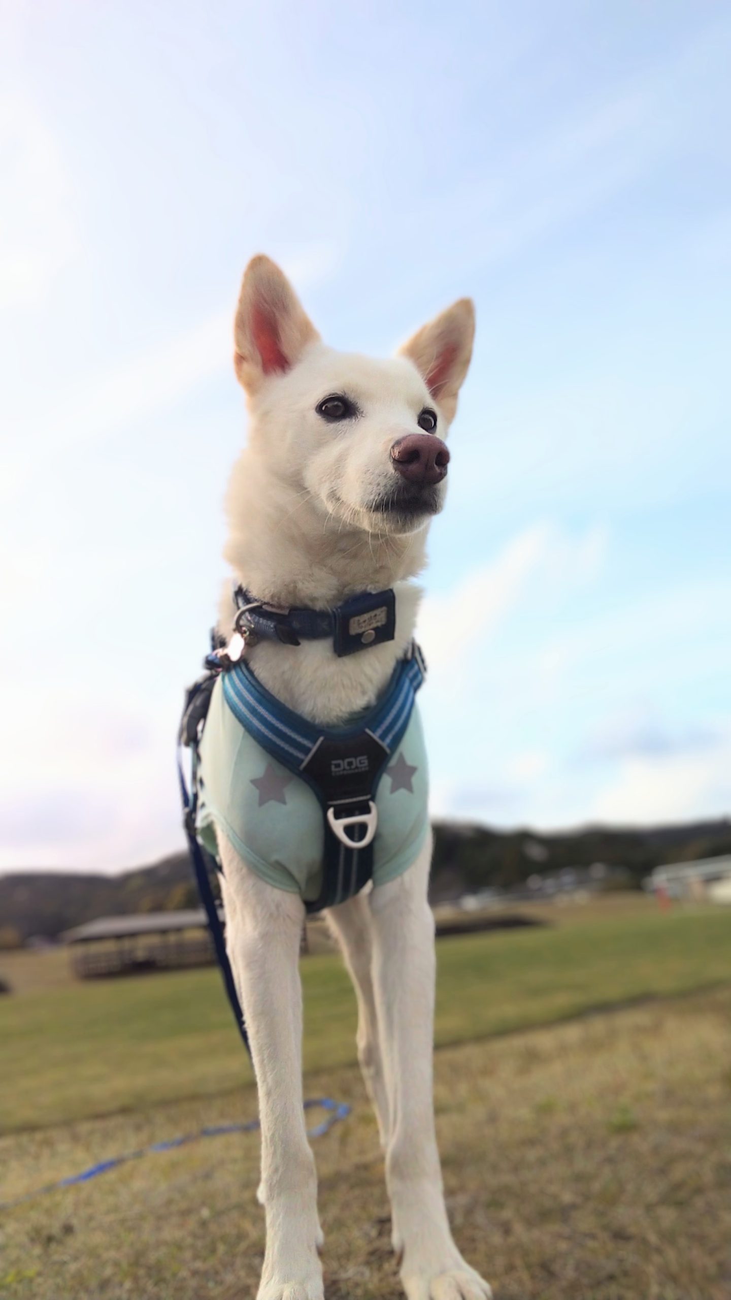 シャリオくん♂ シャリオくん♂