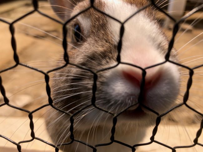 ～　ウサギさん・ニワトリさん広場より　～