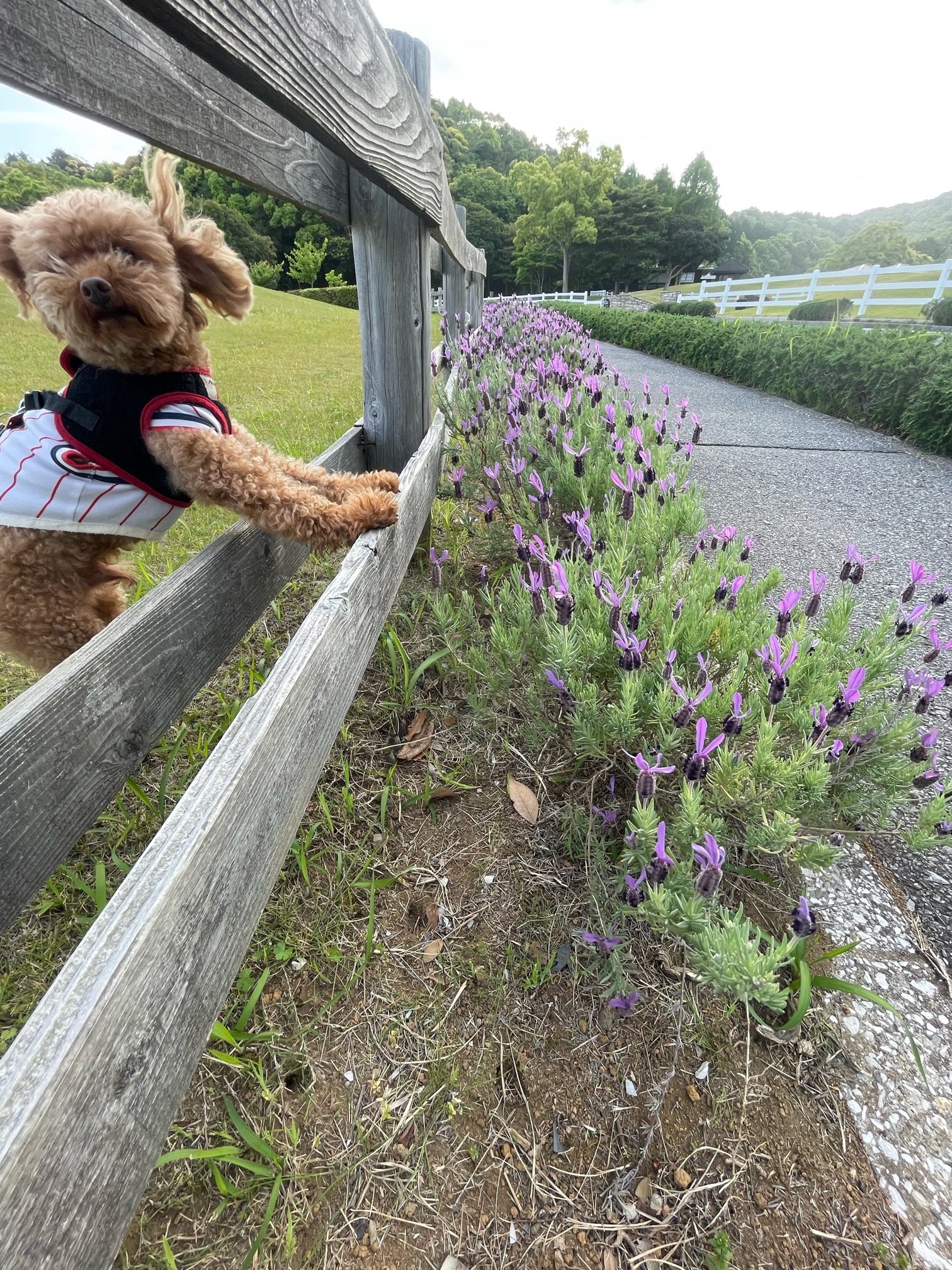 ポムくん♂ ポムくん♂