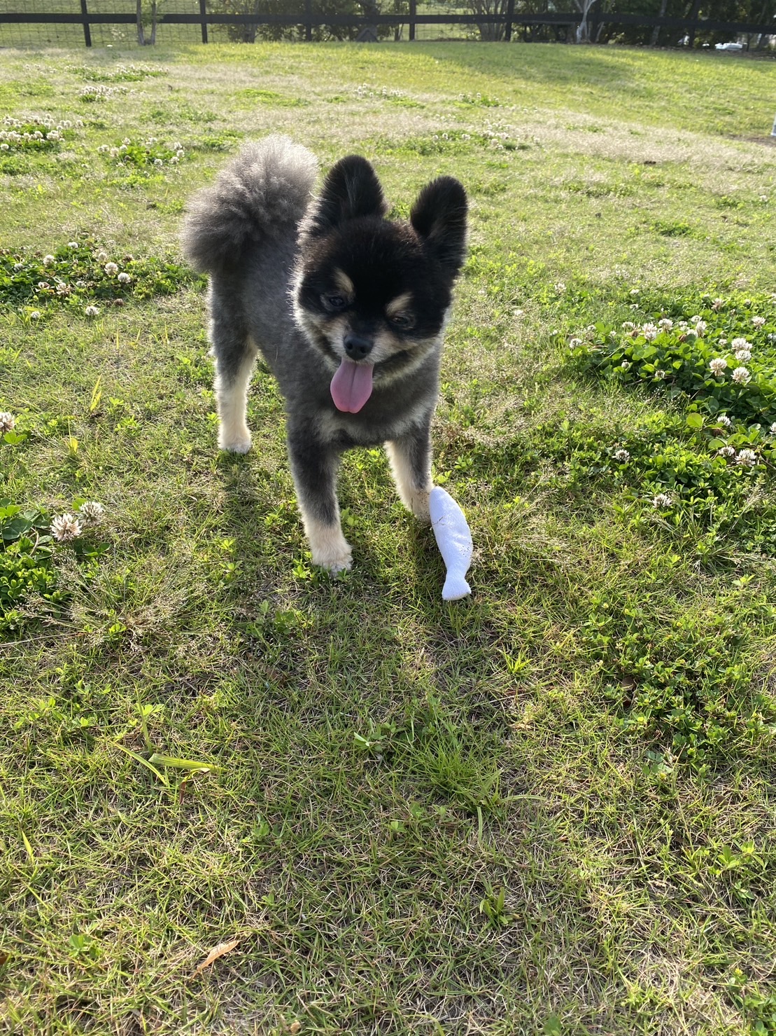 テンくん♂ テンくん♂