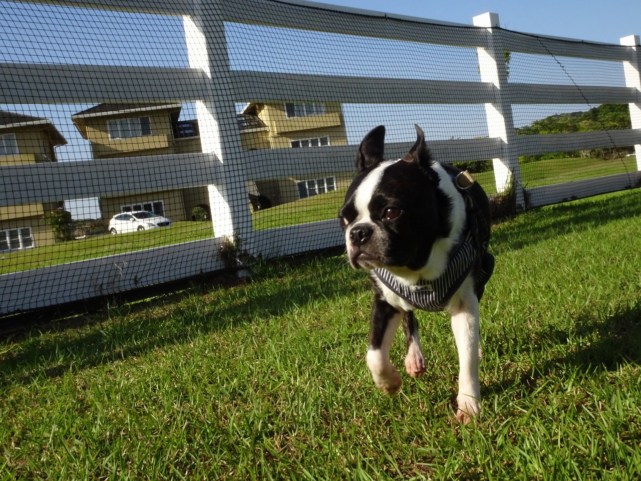 ムギちゃん♀ ムギちゃん♀