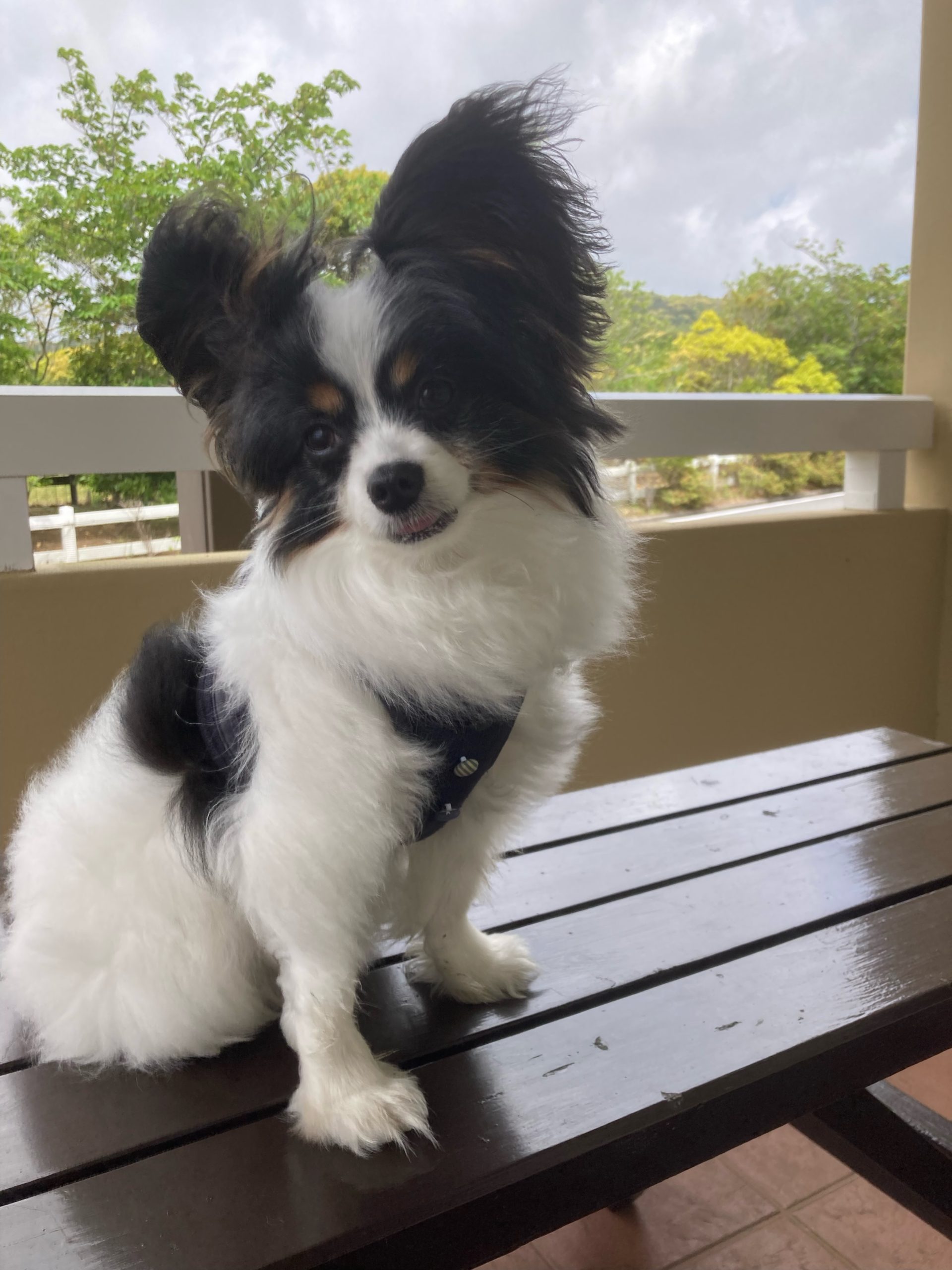 くうくん♂ くうくん♂