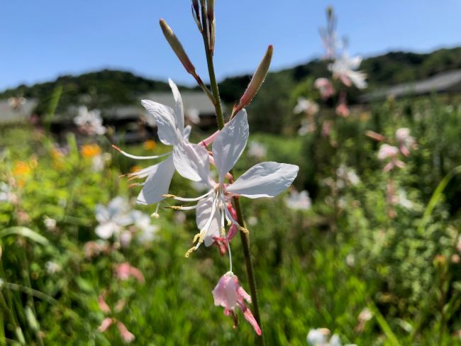 ～　見頃のハーブたち　～