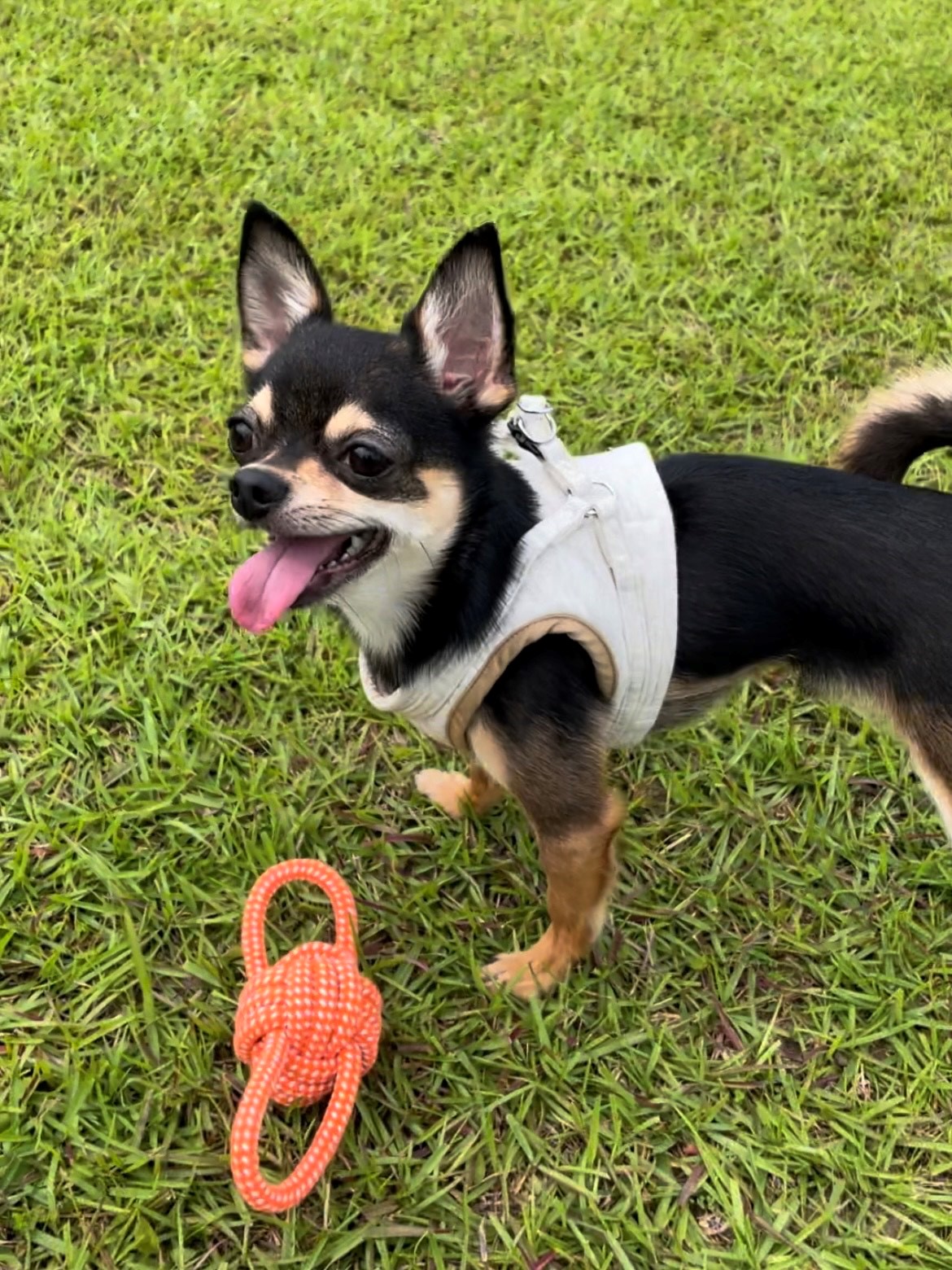 ノワールくん♂