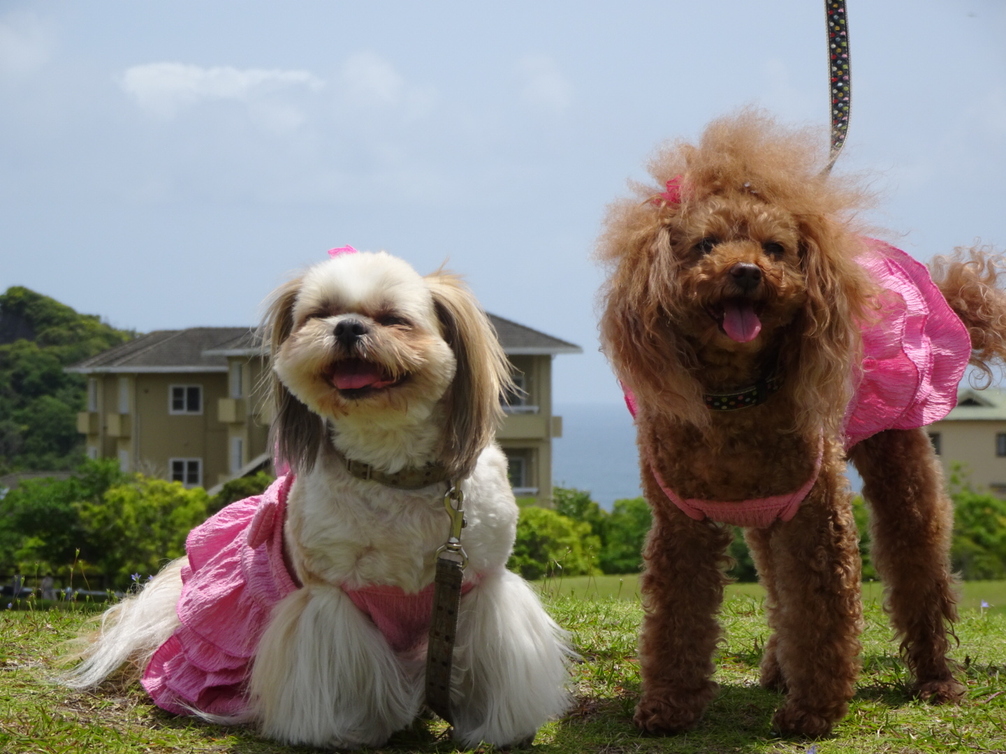 アヴィアちゃん♀　＆　ルーラちゃん♀