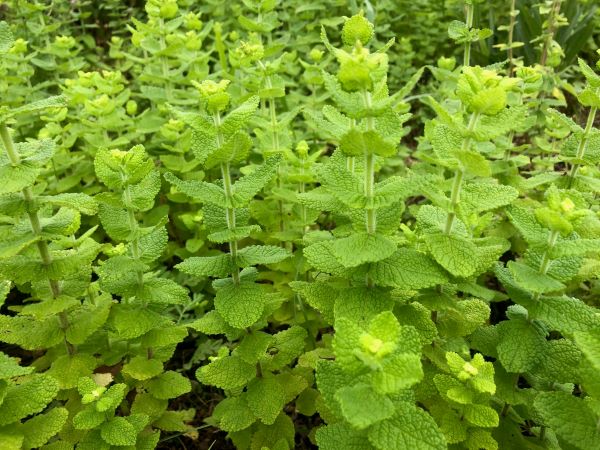 ~ アップルミント ~