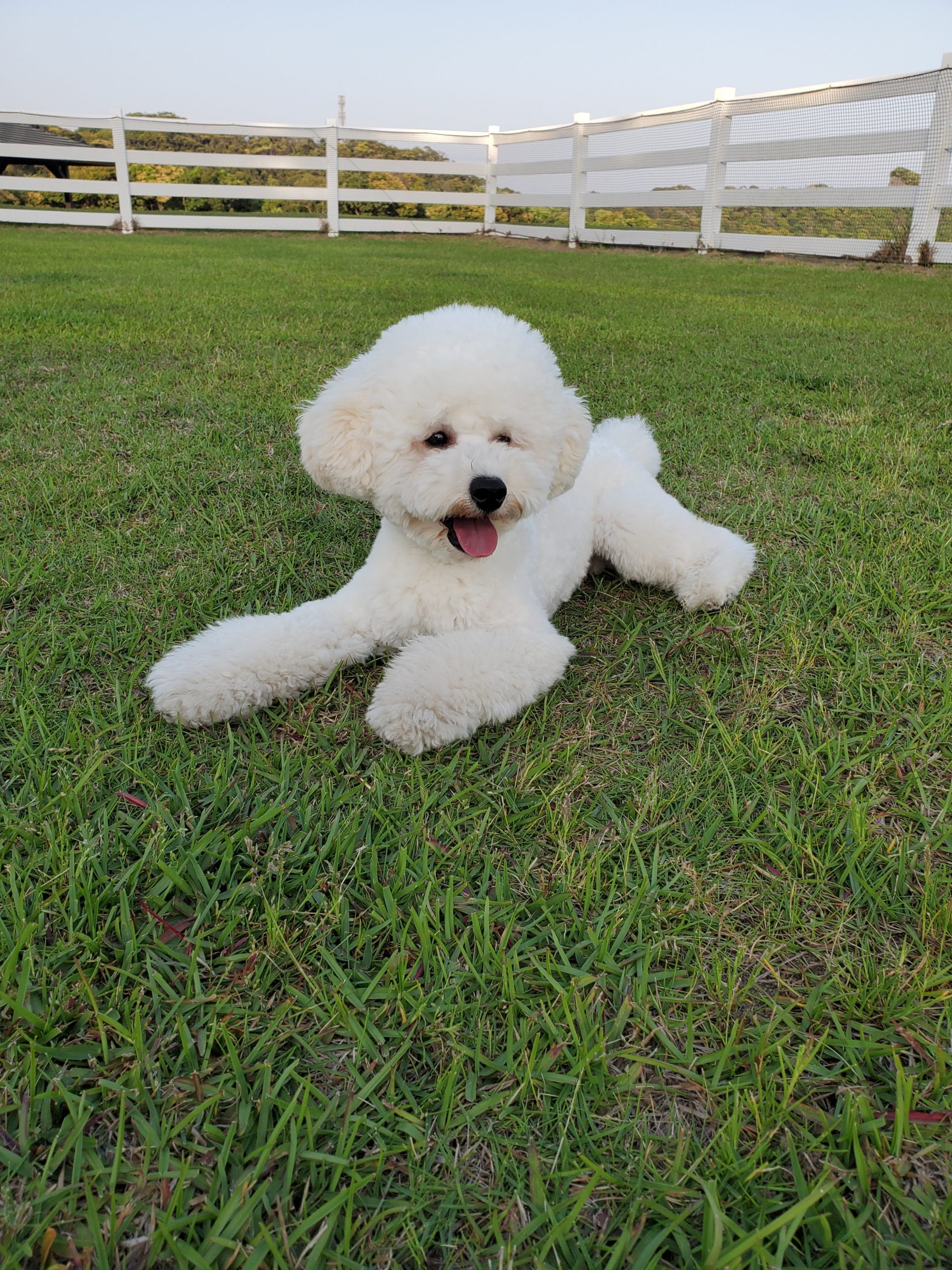 ﾁｬ-ﾘ-くん　♂