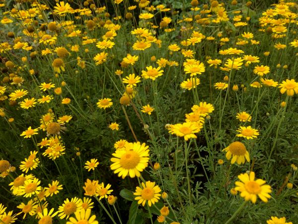 ~ ダイヤーズカモマイル ~