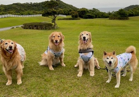 寛太くん♂、恵麻ちゃん♀、晴くん♂、華ちゃん♀