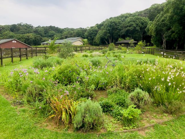 ～　現在のハーブガーデン　～