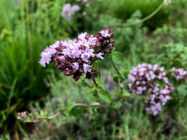 ～　ハーブガーデンより　～