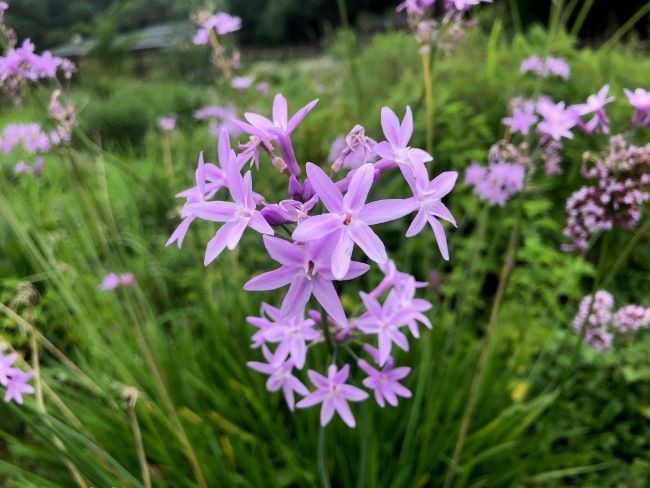 ～　ハーブガーデンより　～