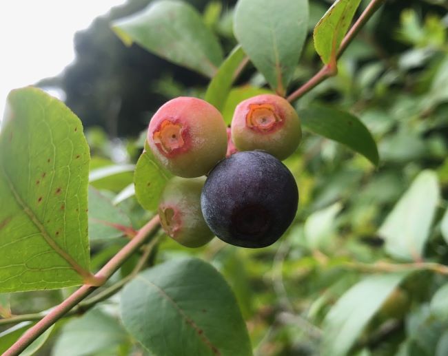 ～　現在のブルーベリーの様子　～