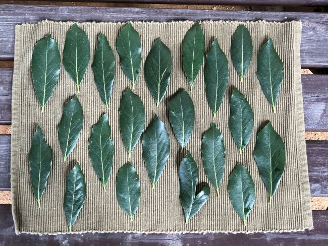 ～　ローリエを収穫しました　～