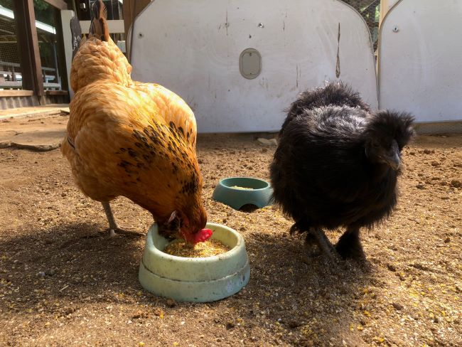 ～　ウサギさん・ニワトリさん広場より①　～