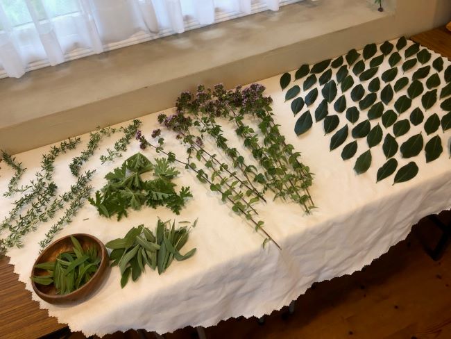 ~ 収穫したハーブたち ~