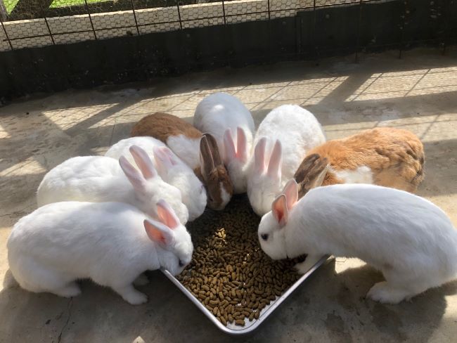 ～　ウサギさん・ニワトリさん広場より②　～