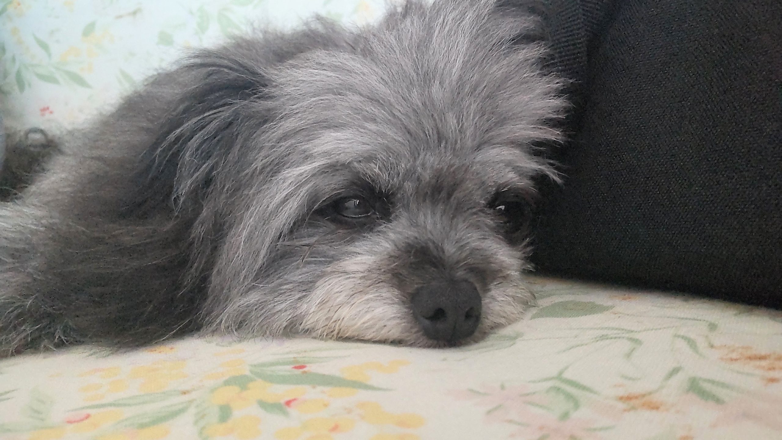 ポップちゃん　♀