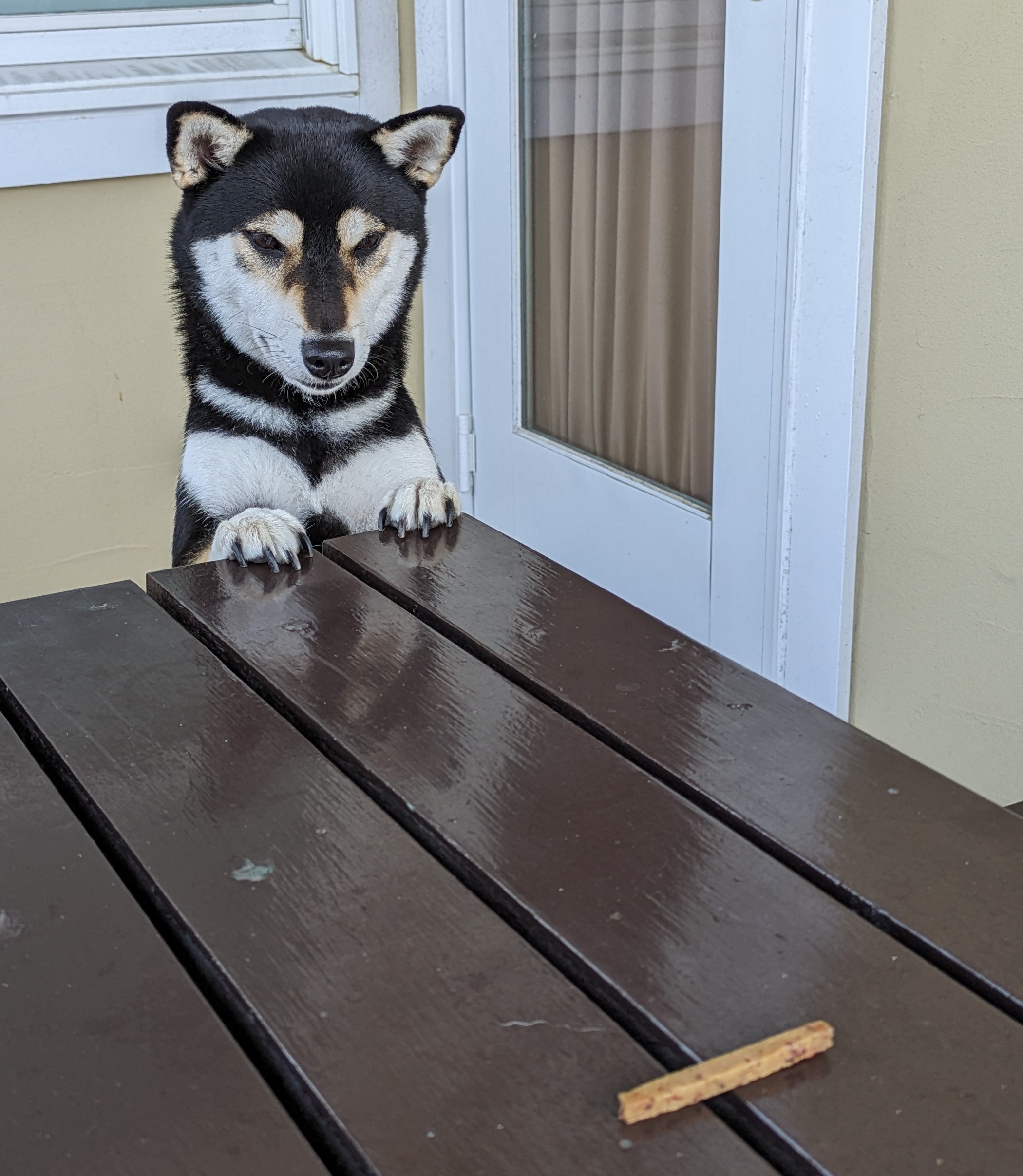 ネロちゃん　♀