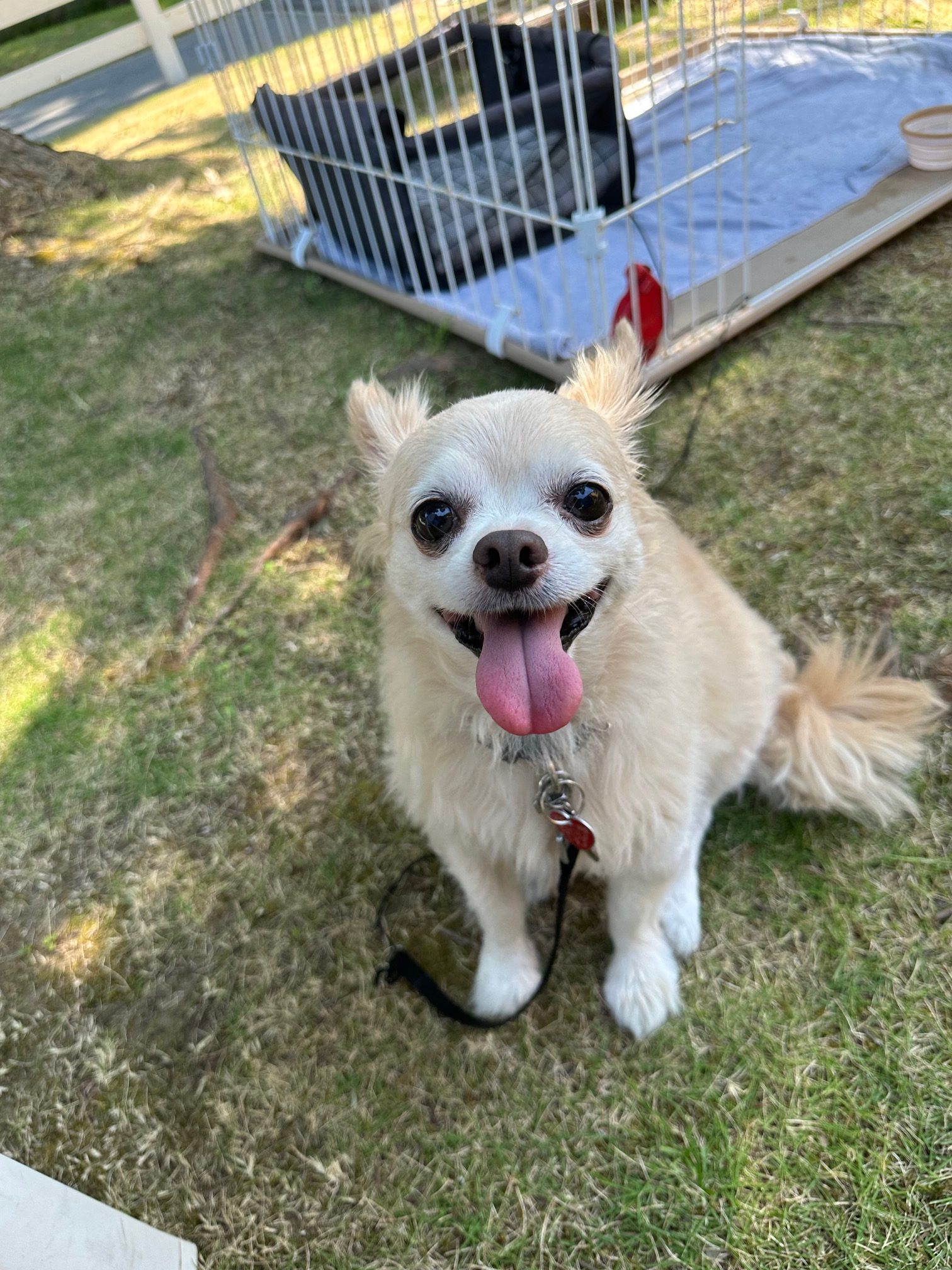 レオンくん　♂