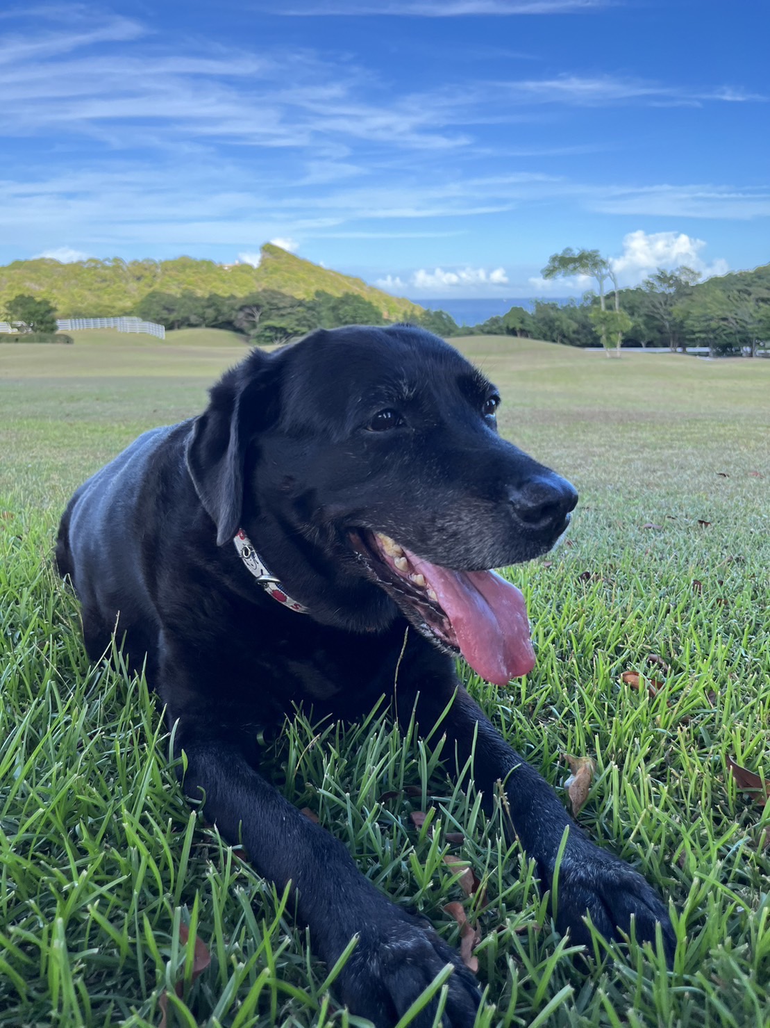 ブラッキーくん　♂