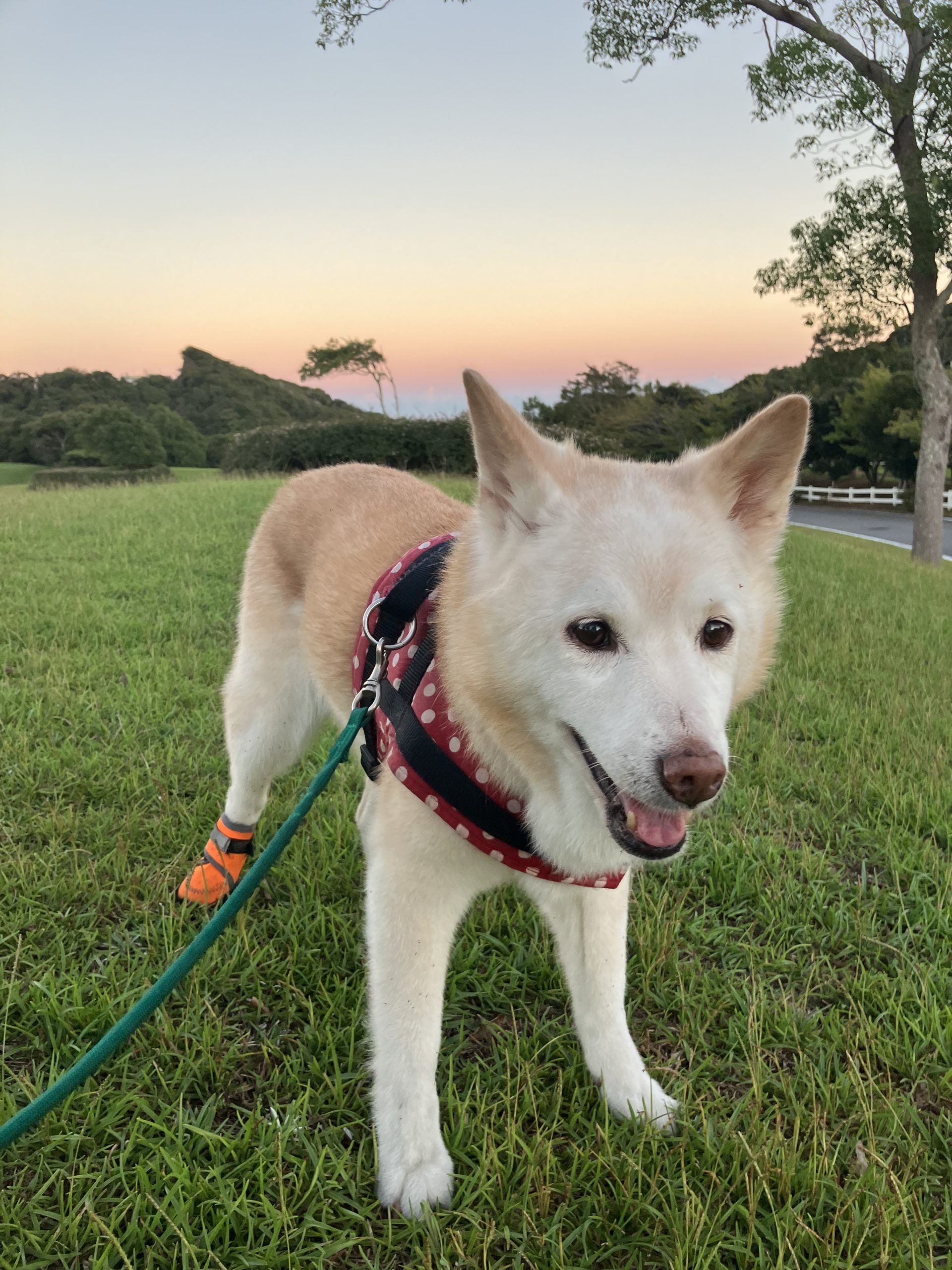 クウネルちゃん♀