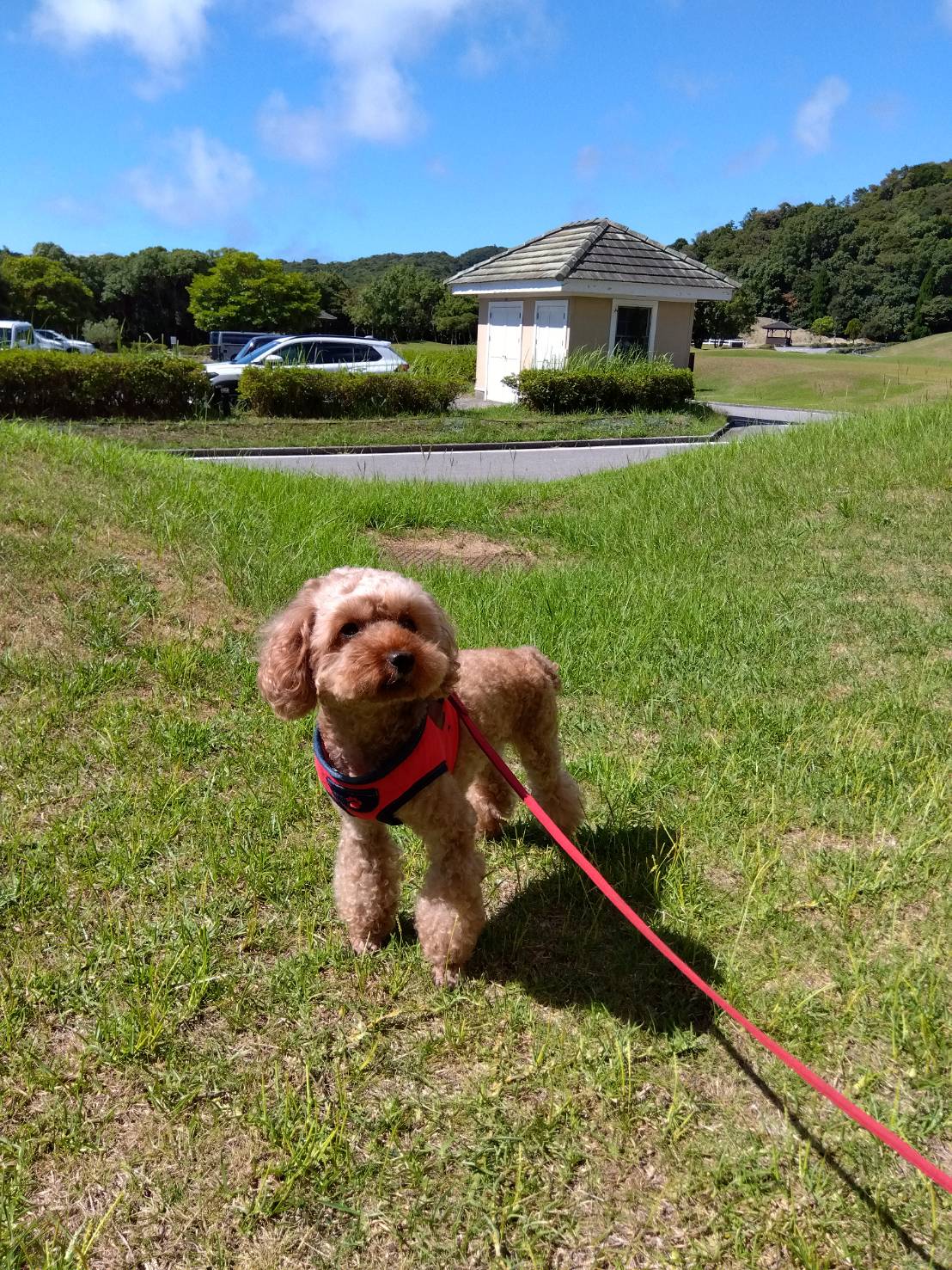 ショコラちゃん♀