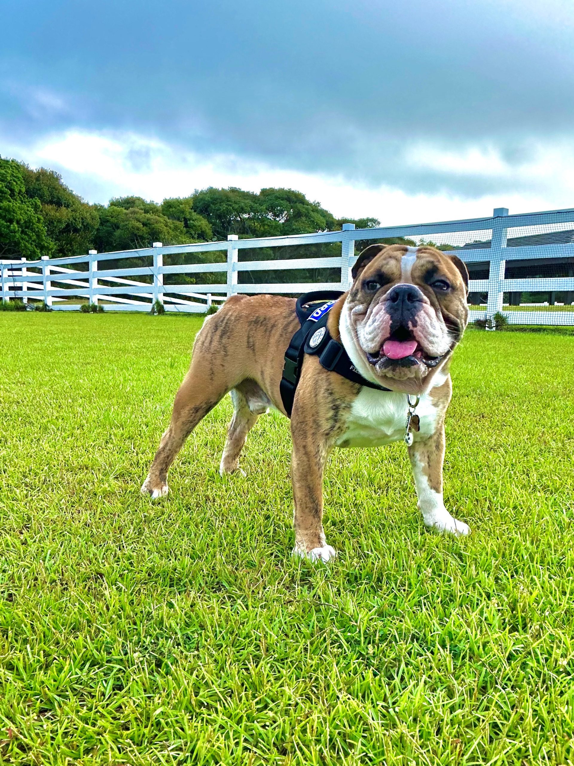 コテキチくん♂