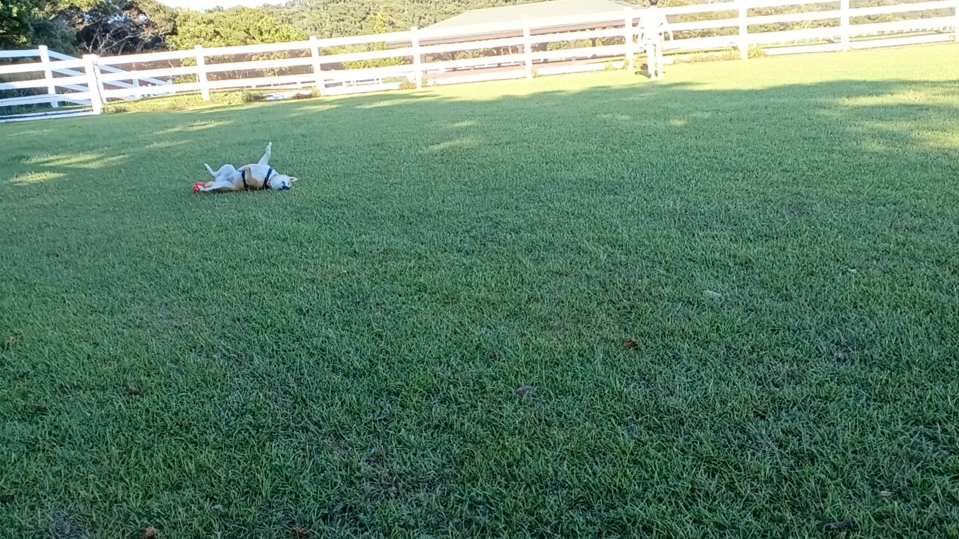 しぶこちゃん♀