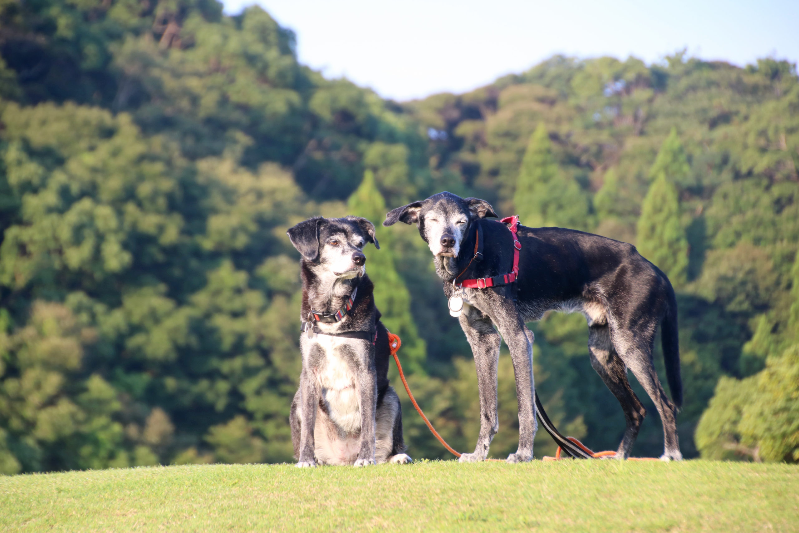 エレナちゃん ♀ エレナちゃん ♀