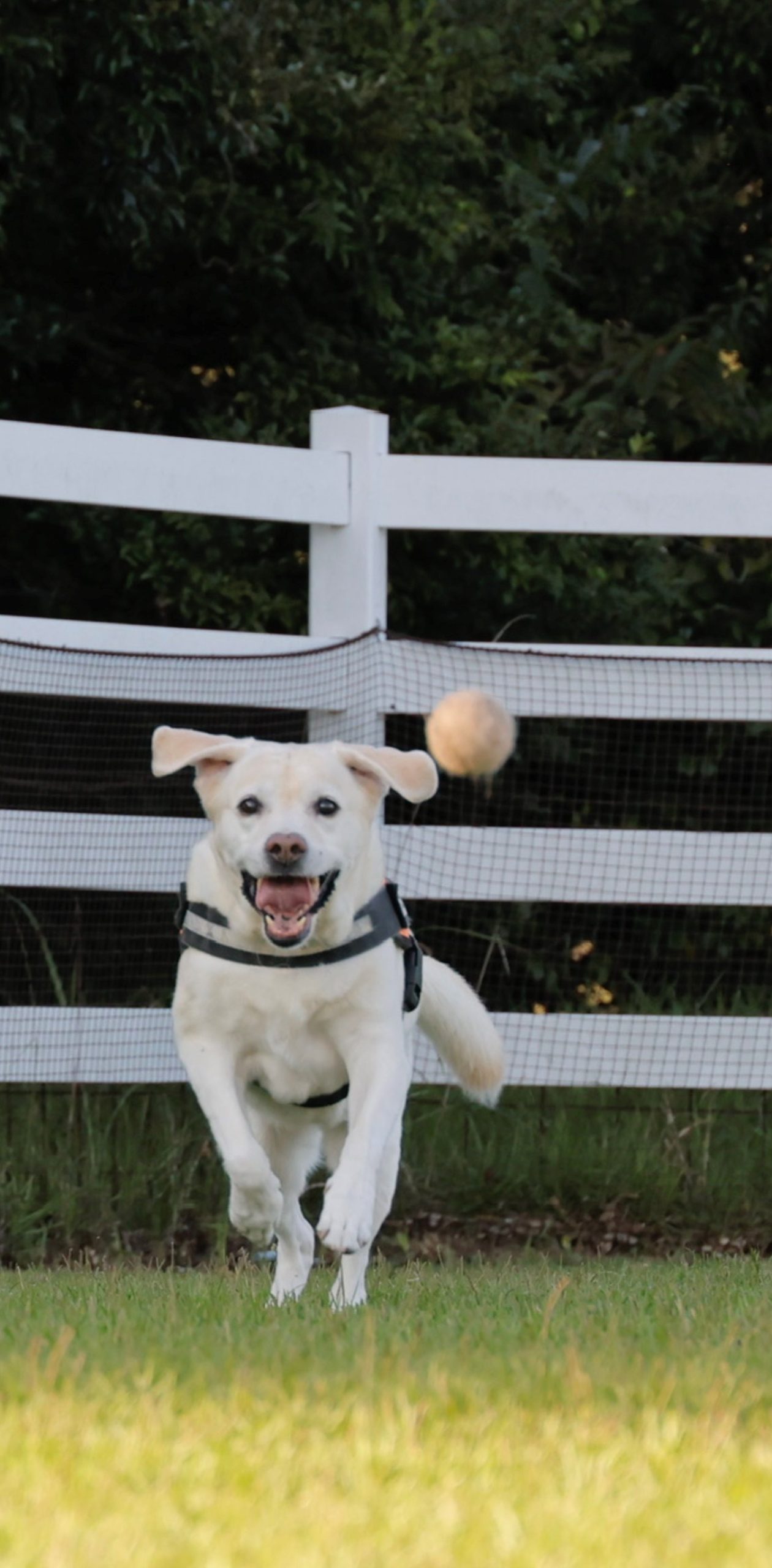 LEIちゃん♀ LEIちゃん♀