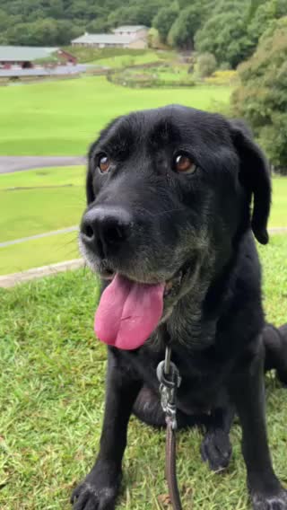 ラブちゃん ♀ ラブちゃん ♀