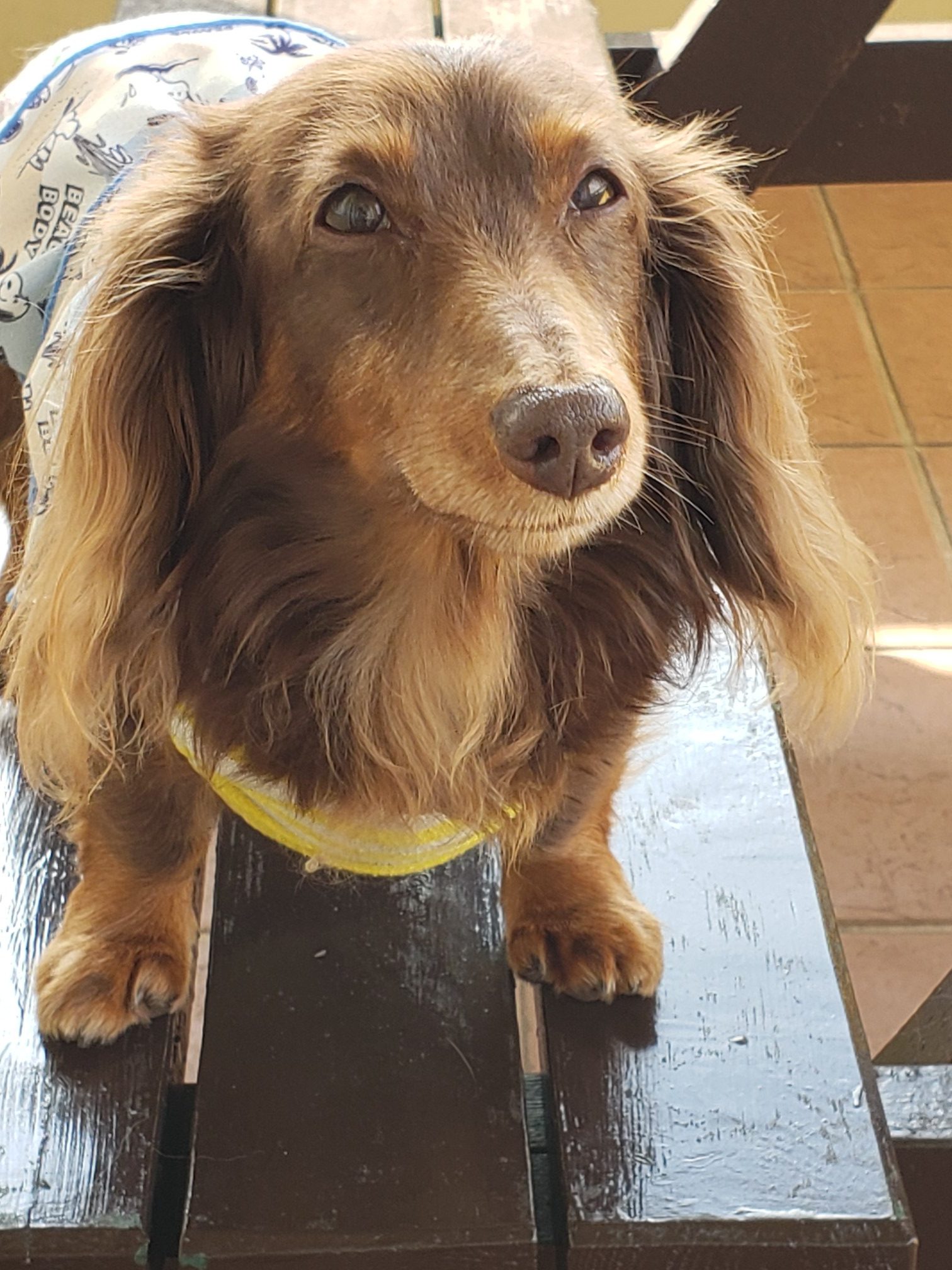 Tiaraちゃん♀ Tiaraちゃん♀