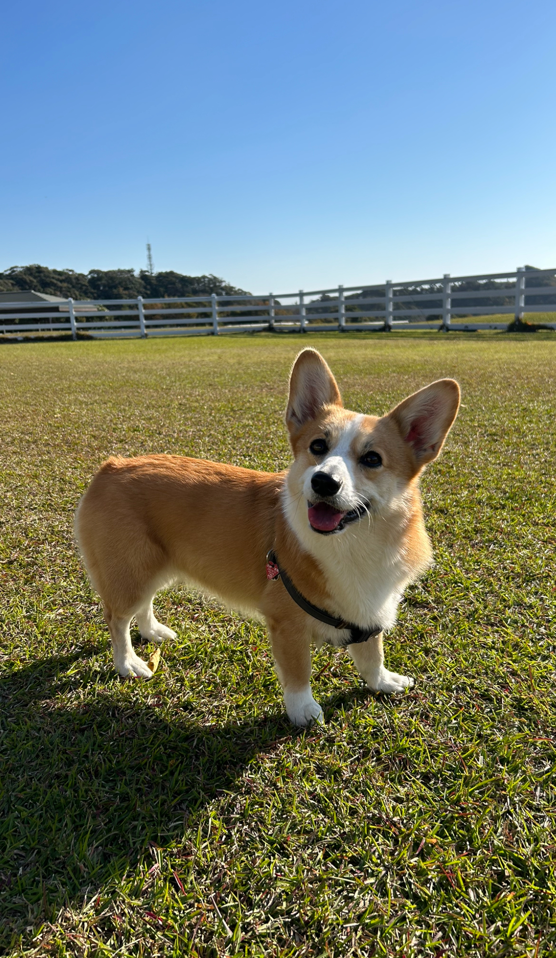 ヴィヴィちゃん♀ ヴィヴィちゃん♀