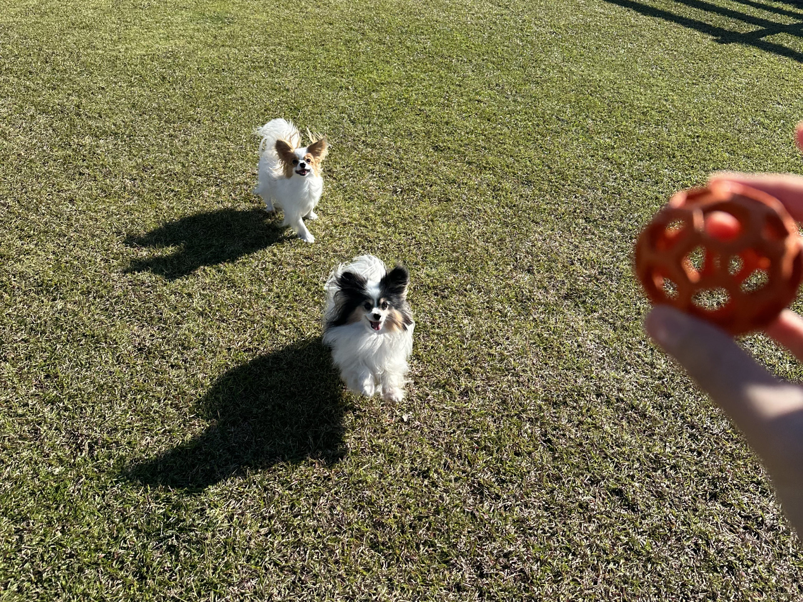 琥珀ちゃん♀ 琥珀ちゃん♀