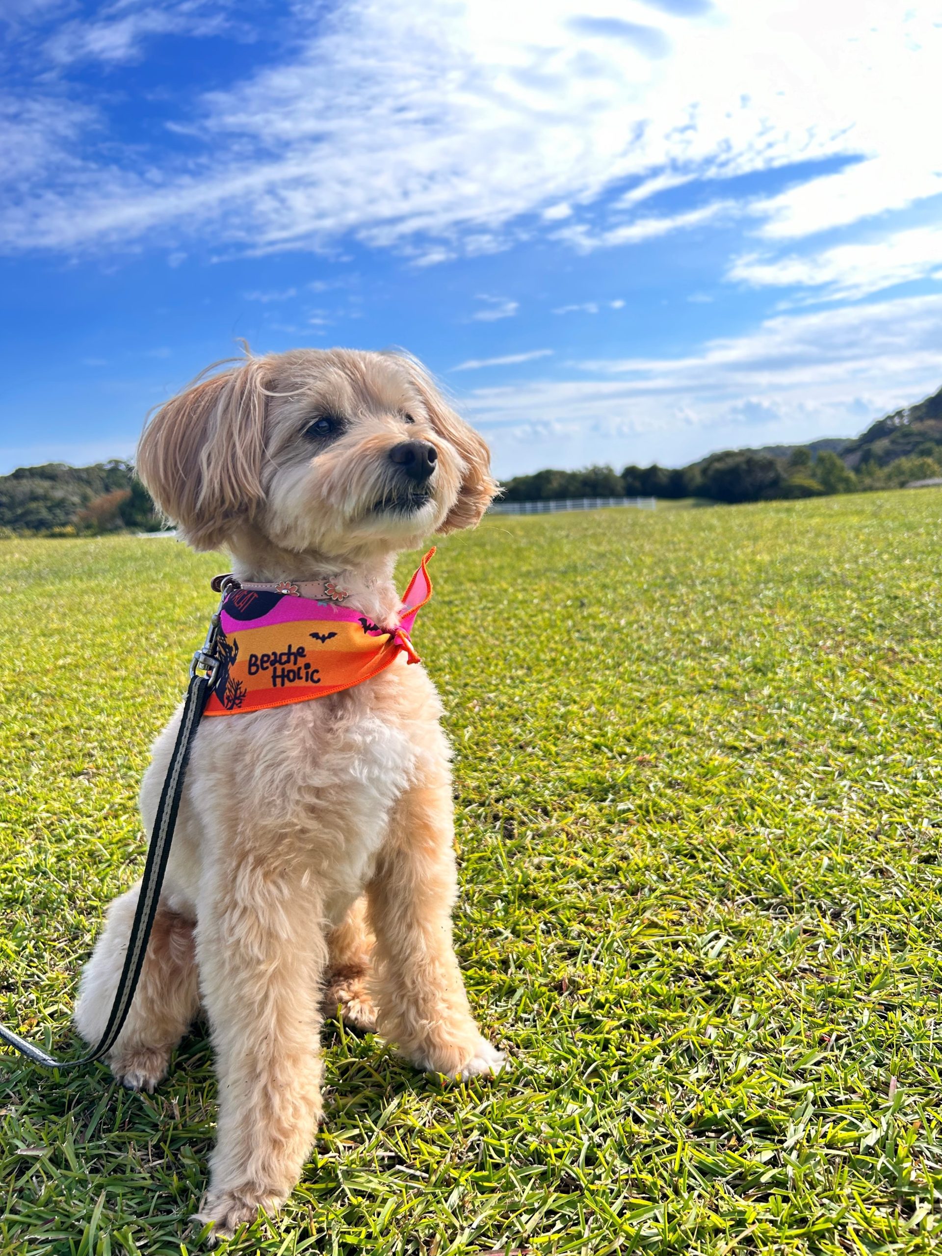 メープルちゃん♀ メープルちゃん♀