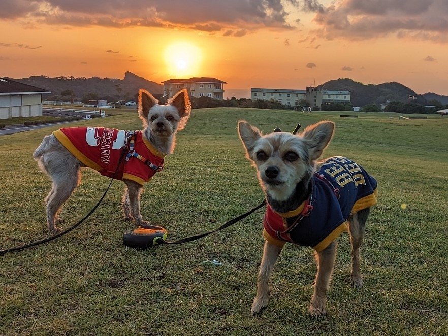 CoCoちゃん♀ & LaLaちゃん ♀ CoCoちゃん♀ & LaLaちゃん ♀