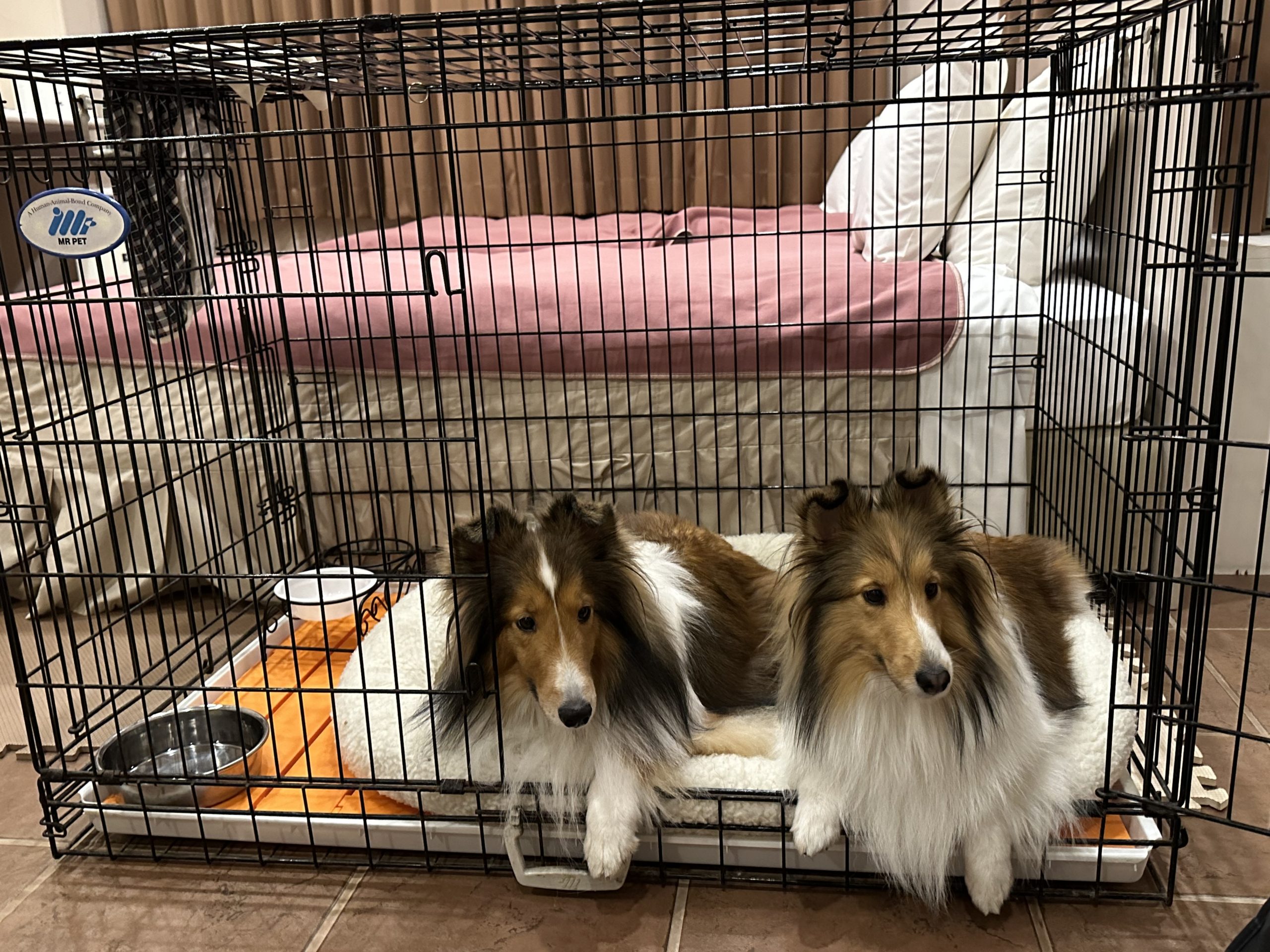 ウィルくん♂ & アイラちゃん♀ ウィルくん♂ & アイラちゃん♀