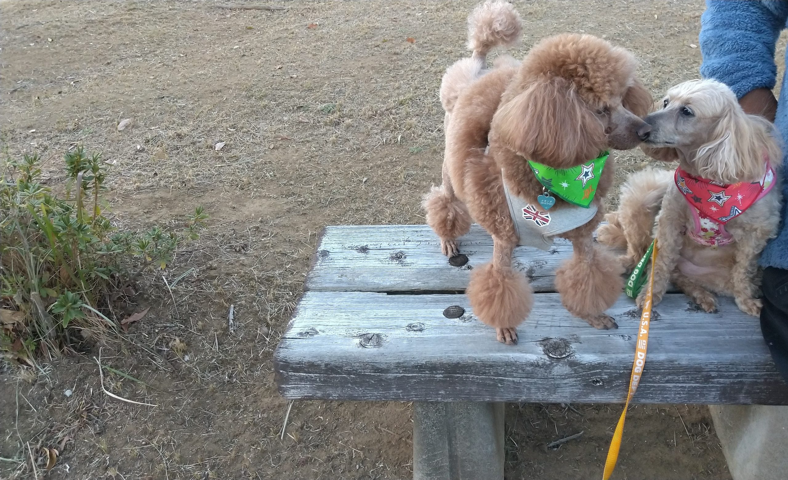 ルカくん♂ & サラちゃん♀ ルカくん♂ & サラちゃん♀