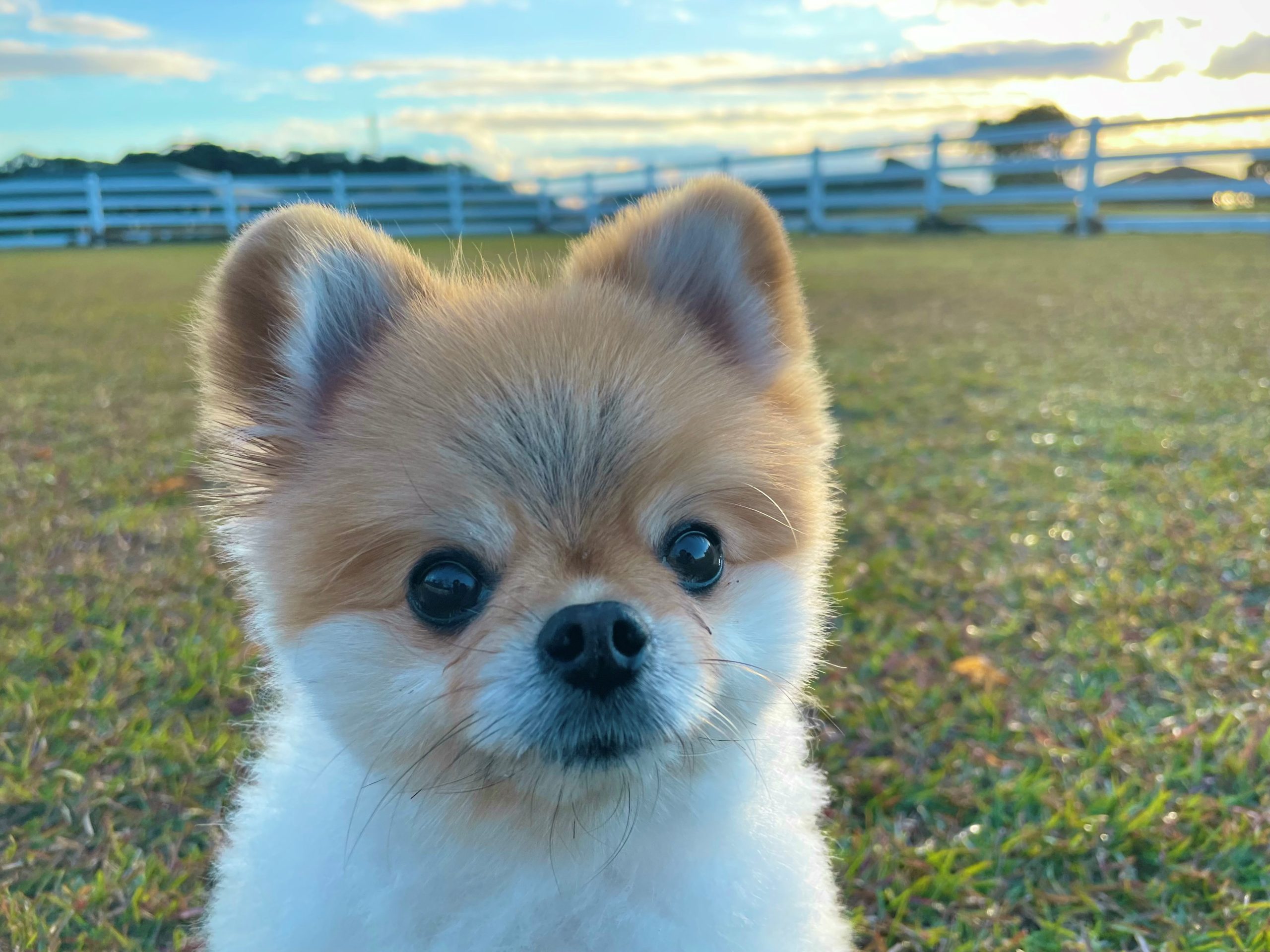 マロンちゃん ♀ マロンちゃん ♀