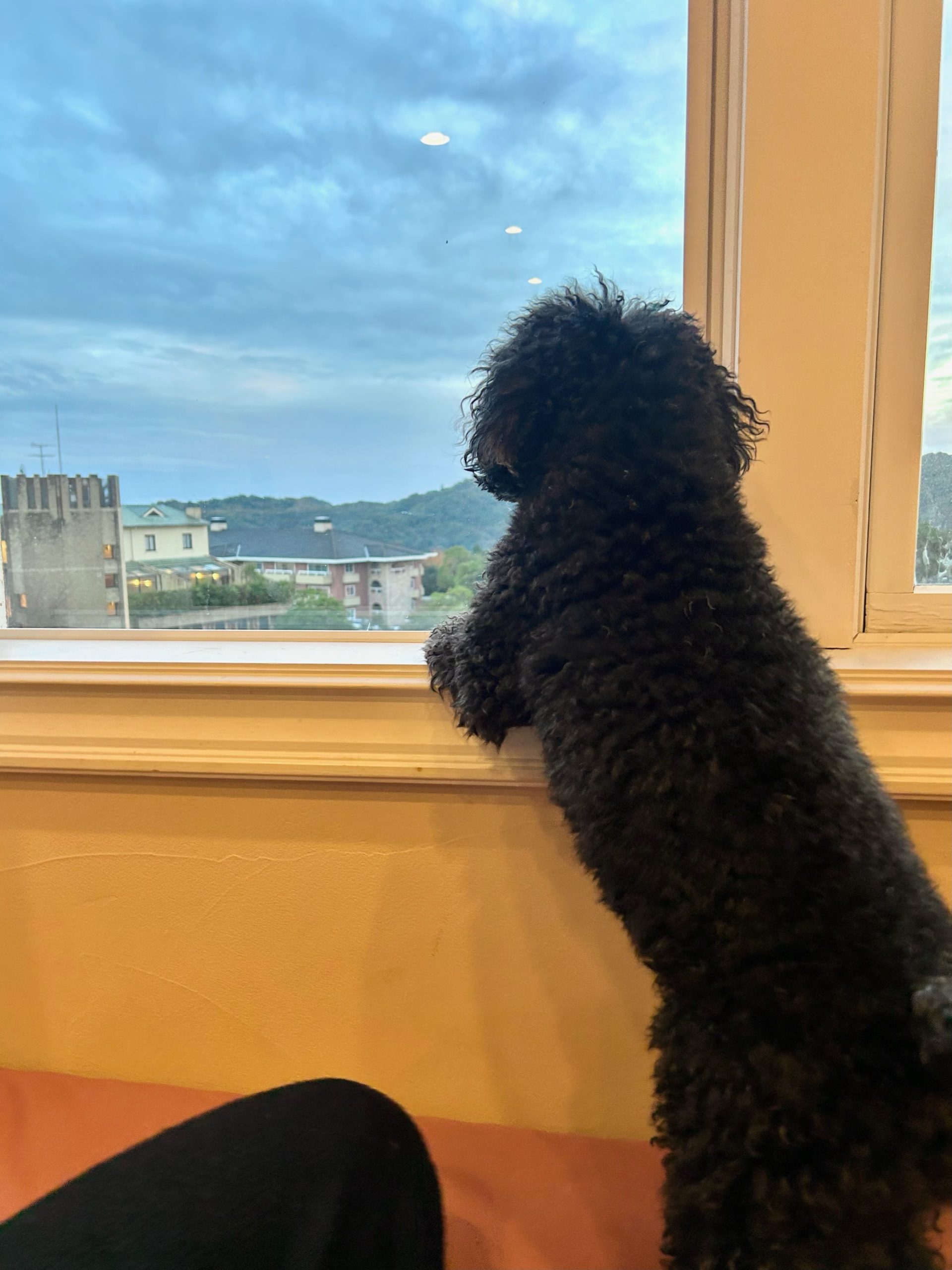 ウィングくん♂